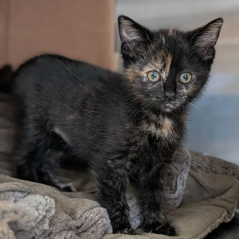 A baby medium-sized female Tortoiseshell Domestic Short Hair cat named Honey Bun for adoption in Jefferson, WI