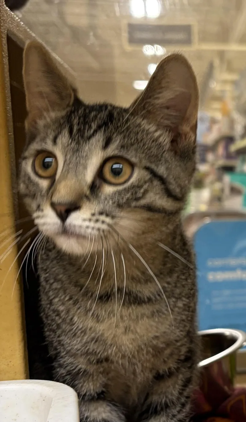 A baby medium-sized male Tabby (Brown / Chocolate) Domestic Short Hair cat named Moscato H for adoption in Stowe, PA