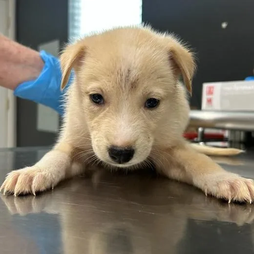 A baby medium-sized male Yellow / Tan / Blond / Fawn Labrador Retriever dog named Einstein for adoption in Livingston, TX