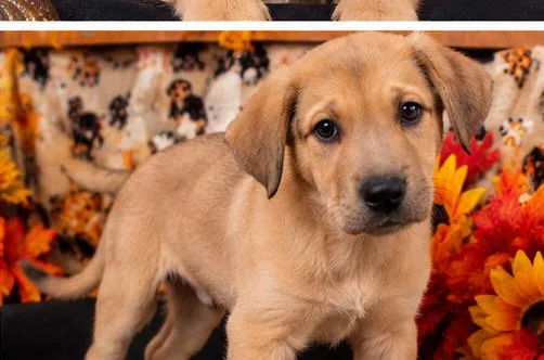 A baby medium-sized male Mixed Breed dog named Tonka for adoption in Sumter, SC