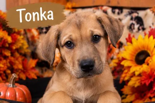 Tonka thumbnail 4