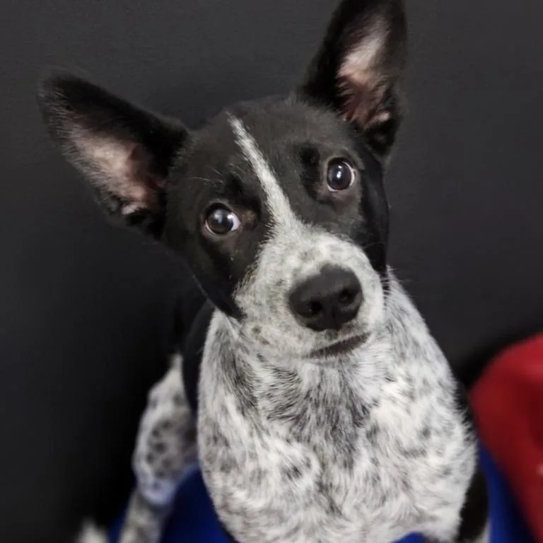 A baby medium-sized female Australian Cattle Dog / Blue Heeler named Chili for adoption in House Springs, MO