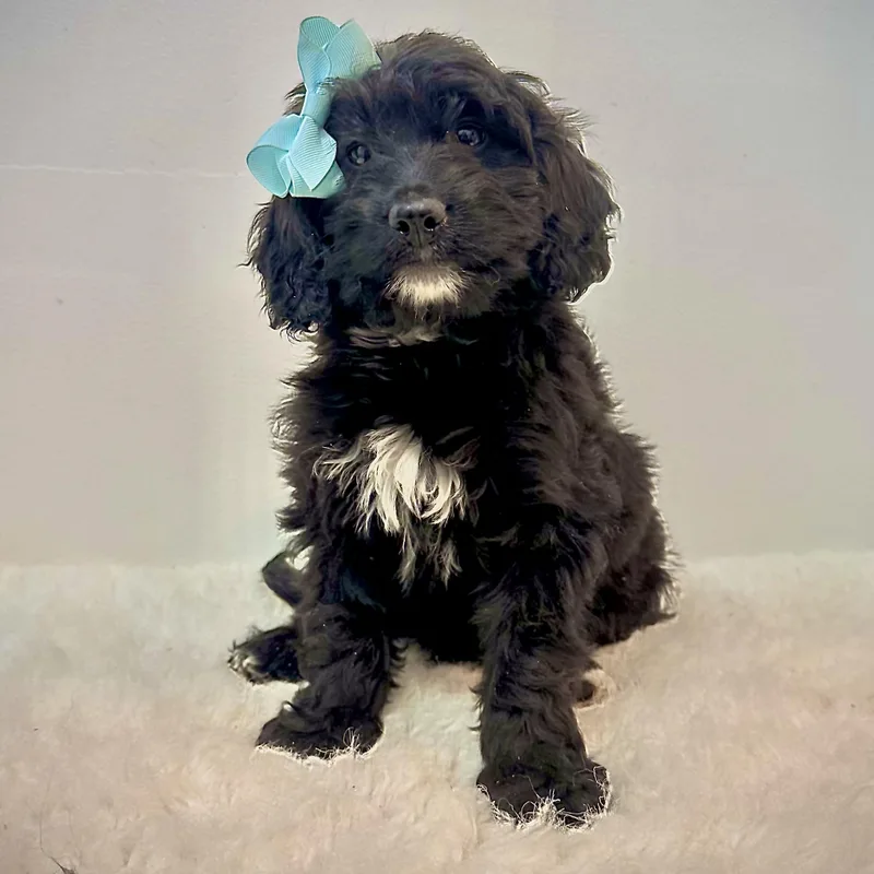 A baby medium-sized female Black Goldendoodle dog named Baby Brie for adoption in Wrightstown, NJ