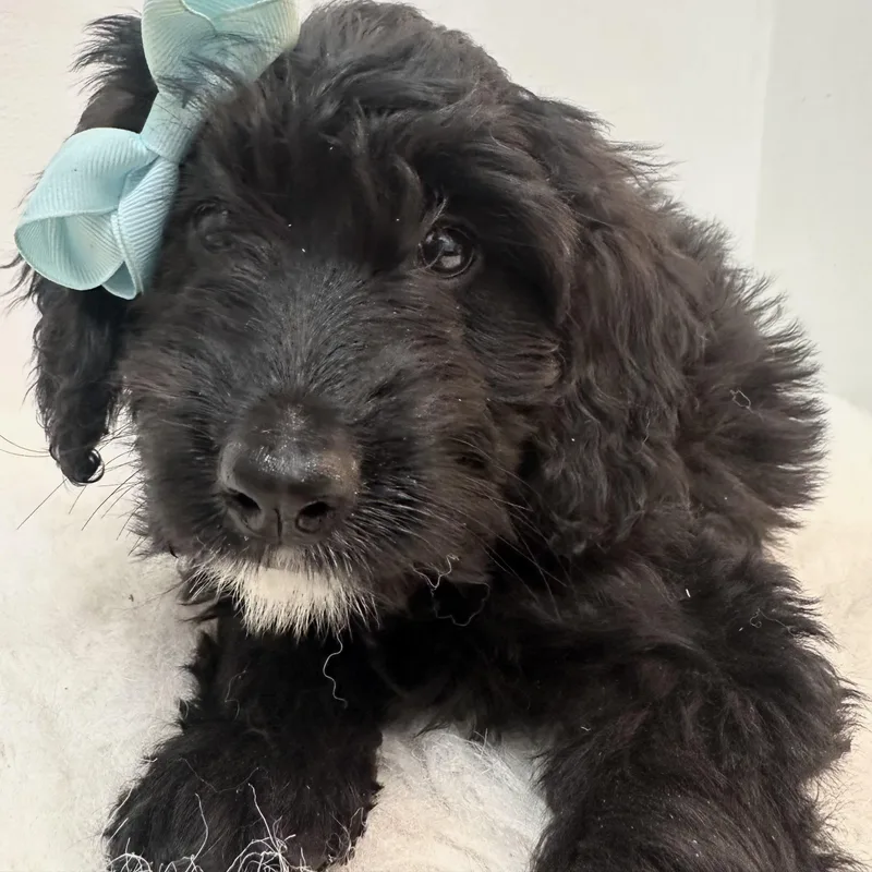 Baby Brie thumbnail 2