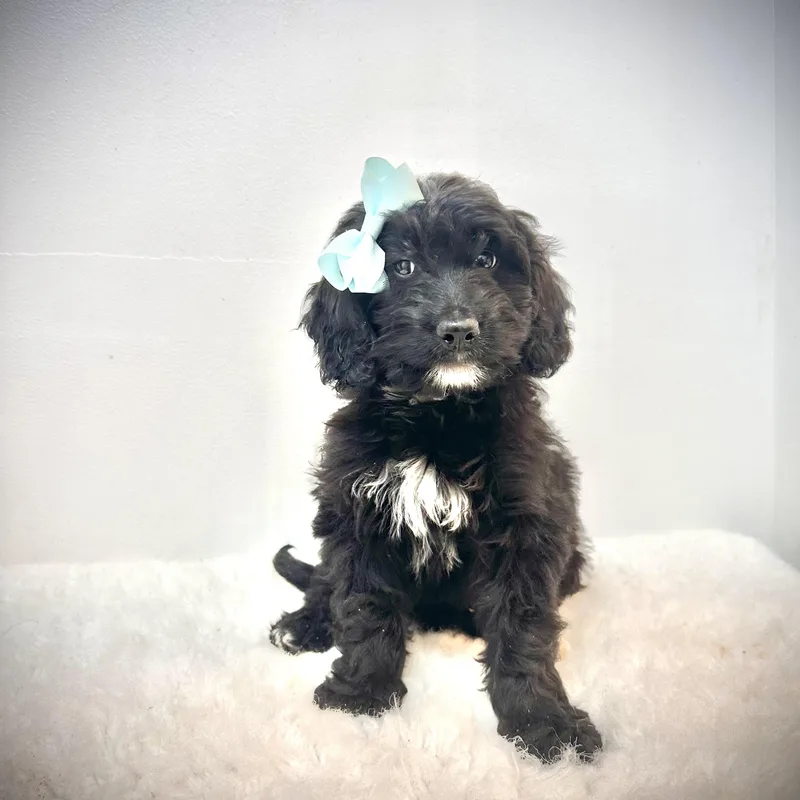Baby Brie thumbnail 3