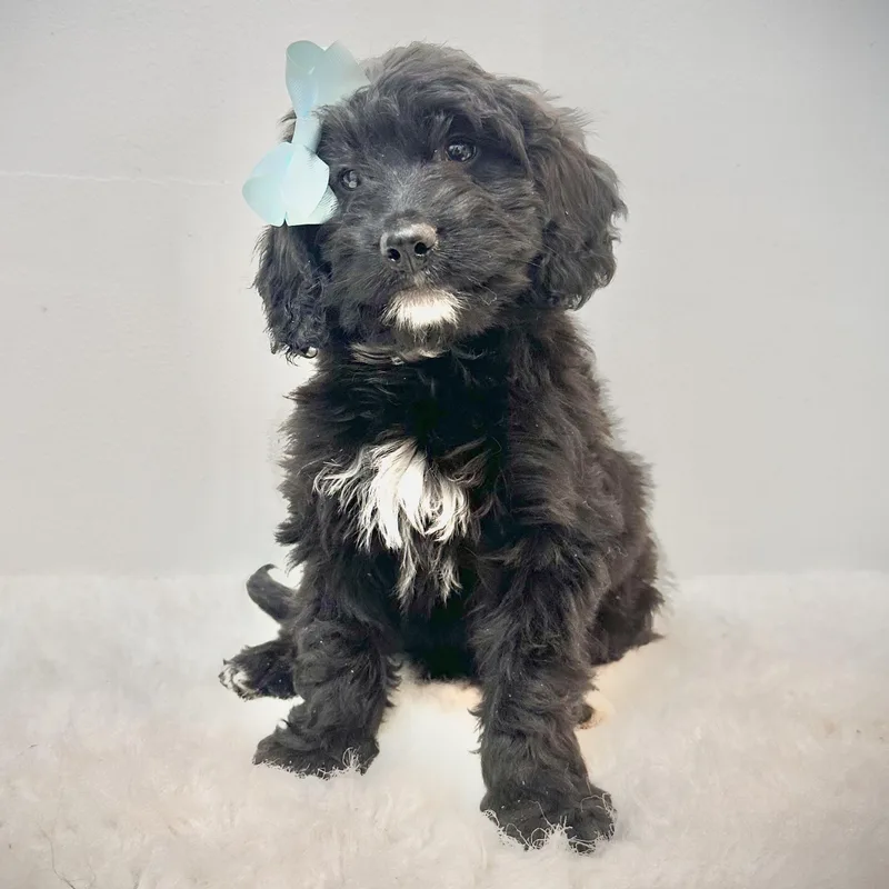 Baby Brie thumbnail 6