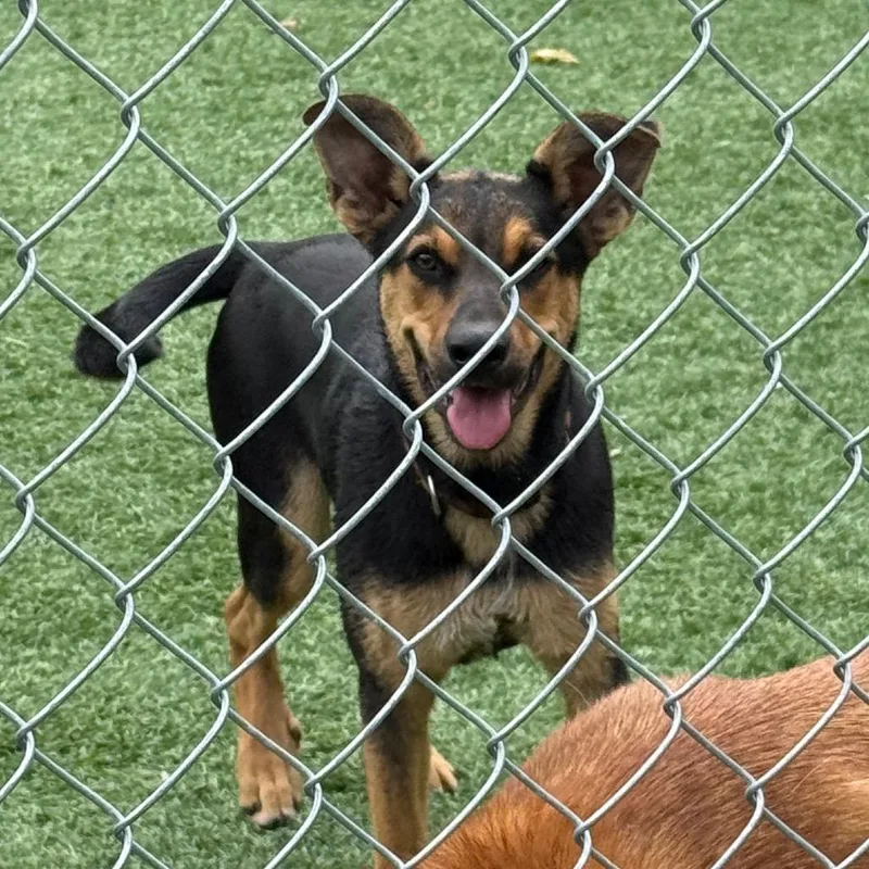 A baby medium-sized female Yellow / Tan / Blond / Fawn German Shepherd Dog dog named Bella for adoption in Coos Bay, OR