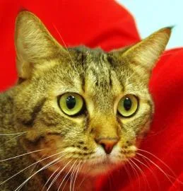 A senior medium-sized male Domestic Short Hair cat named Tai for adoption in Daytona Beach, FL