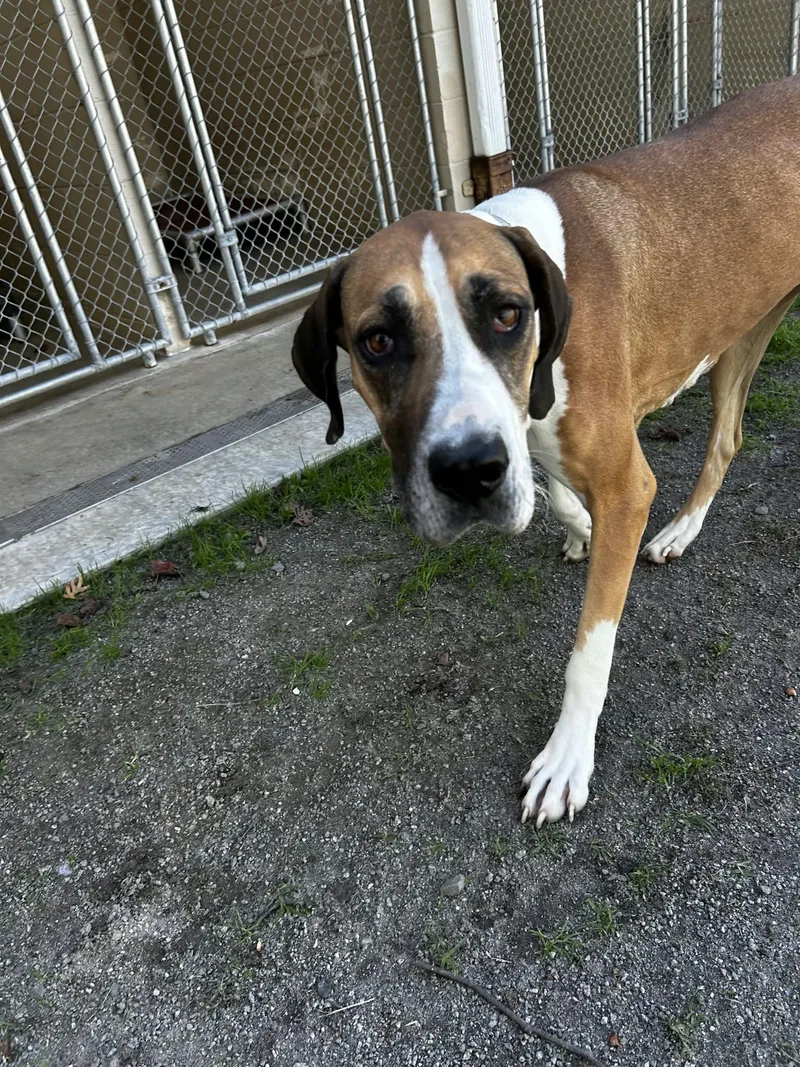 An adult large-sized female Great Dane dog named Cheese for adoption in Orange, VA