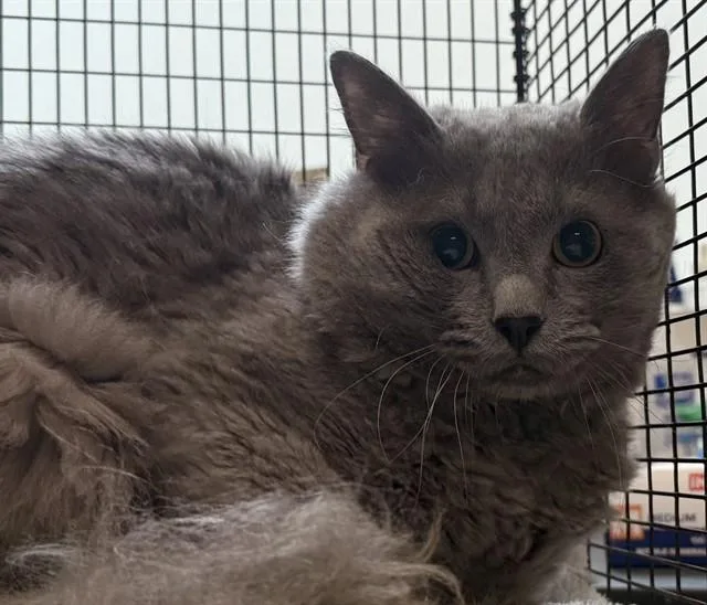 An adult small-sized male Domestic Short Hair cat named Gecko for adoption in Tucson, AZ