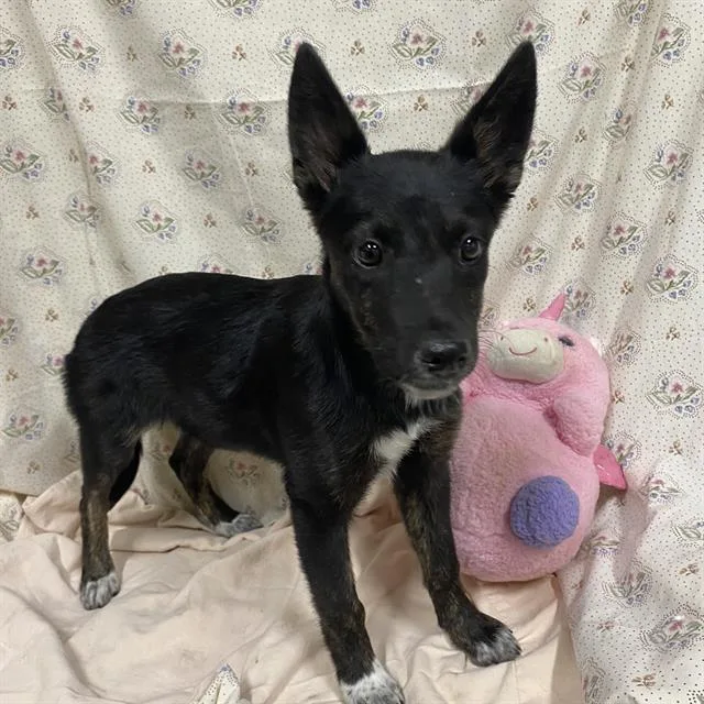 A baby small-sized female Australian Cattle Dog / Blue Heeler dog named A for adoption in Modesto, CA