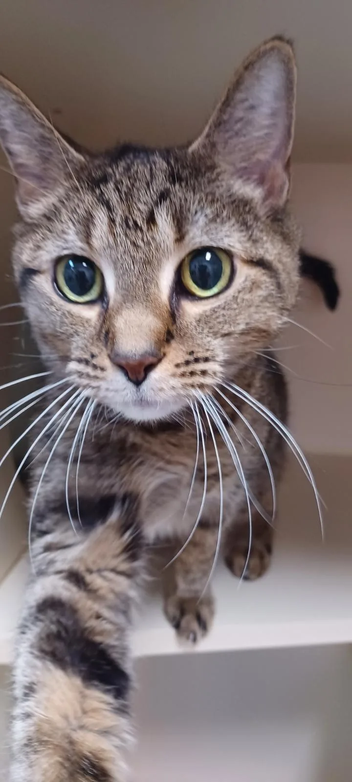 A senior medium-sized female Tabby (Brown / Chocolate) Domestic Short Hair cat named Sadie for adoption in Elyria, OH