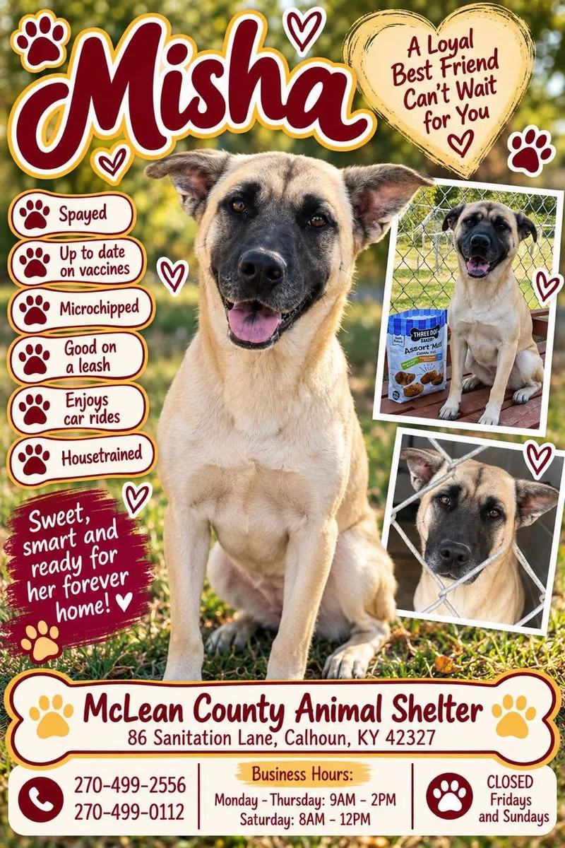 An adult medium-sized female Apricot / Beige Mixed Breed dog named Misha for adoption in Calhoun, KY