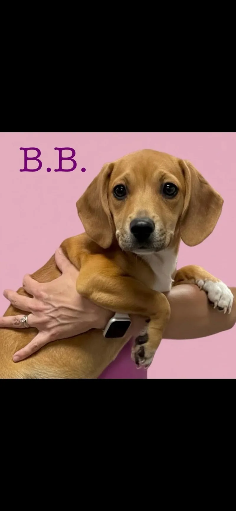 Bb