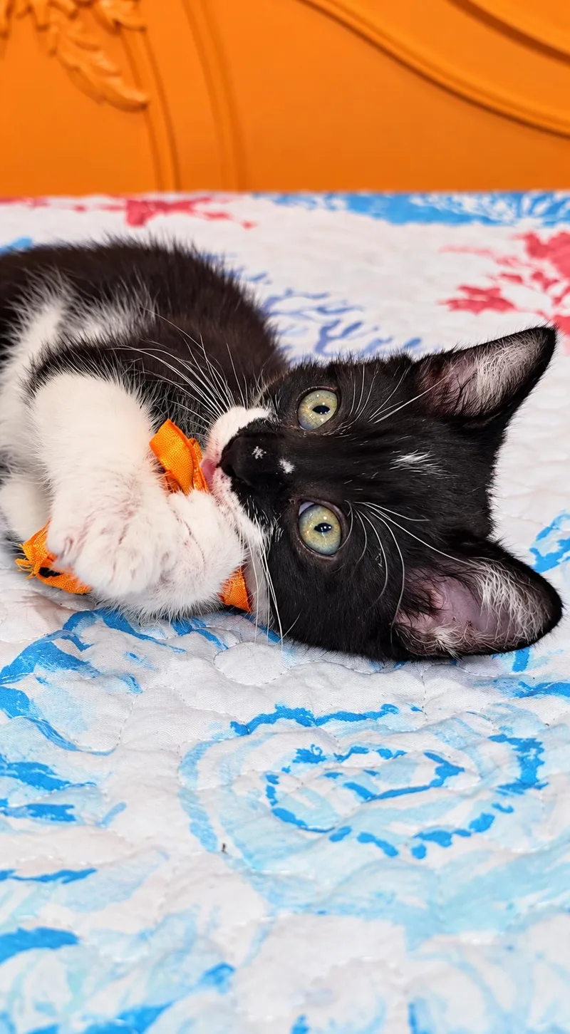 A baby small-sized female Domestic Medium Hair cat named Snoopy for adoption in Long Beach, CA