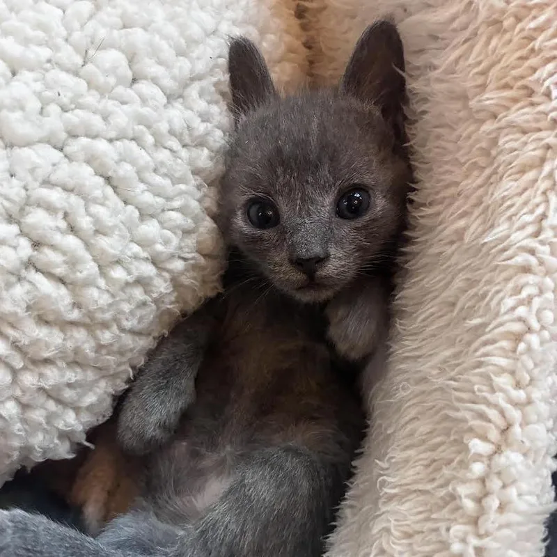 A baby small-sized female Brown / Chocolate Domestic Short Hair cat named Poppy for adoption in Staten Island, NY