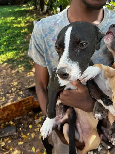 A young large-sized male Mixed Breed dog named Oreo for adoption in Dallas, TX