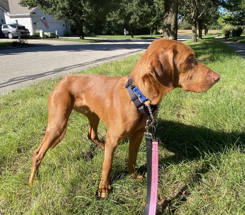 A young large-sized male Red / Chestnut / Orange Mixed Breed dog named Fritz for adoption in Maineville, OH