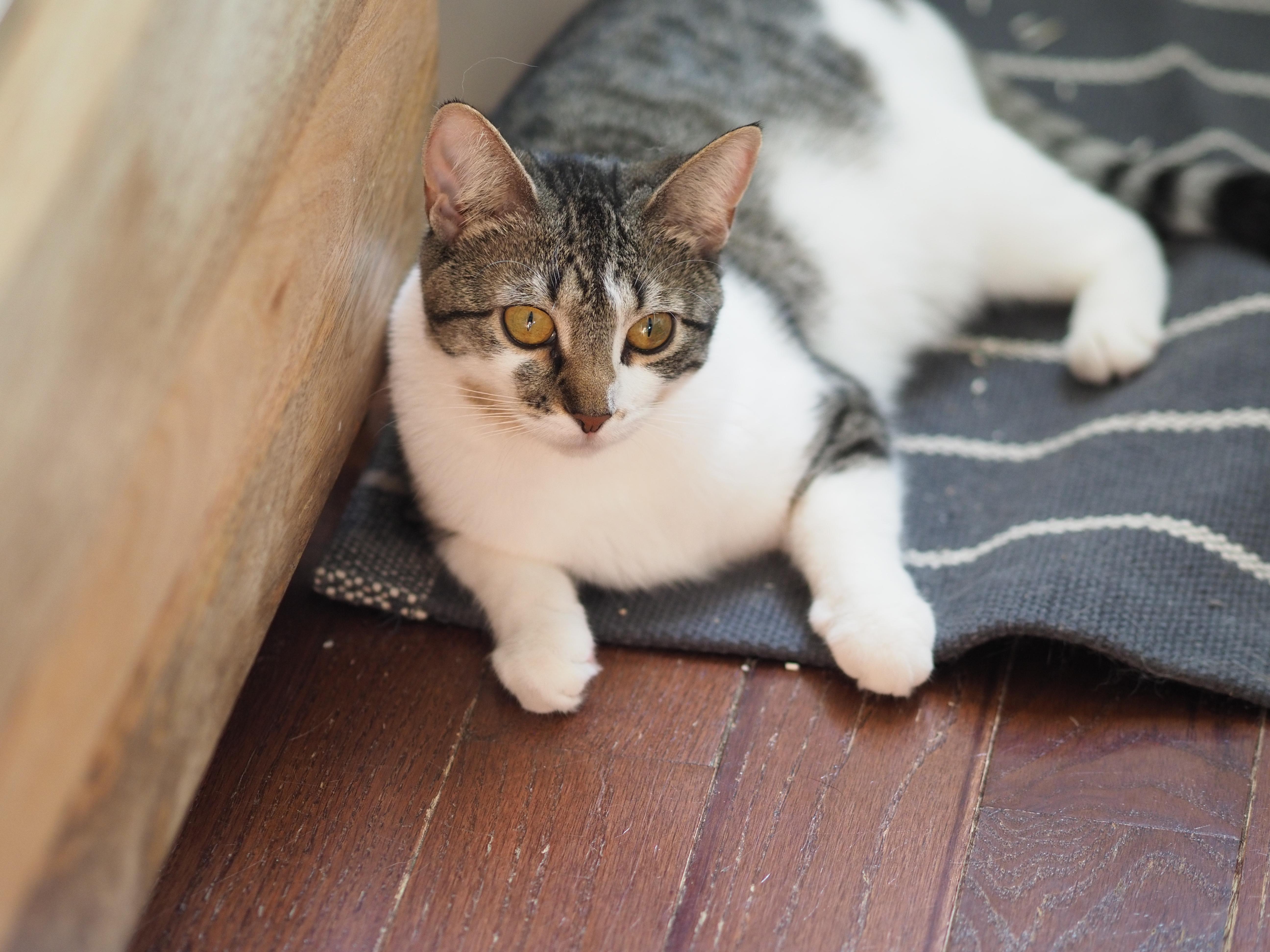 A young medium-sized female Tabby (Brown / Chocolate) Domestic Short Hair cat named Tulle for adoption in Brooklyn, NY