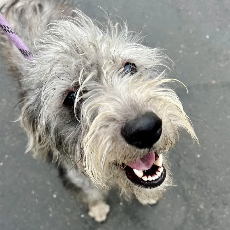 A baby medium-sized female Gray / Blue / Silver Wirehaired Terrier dog named Dolly Parton for adoption in Grass Valley, CA