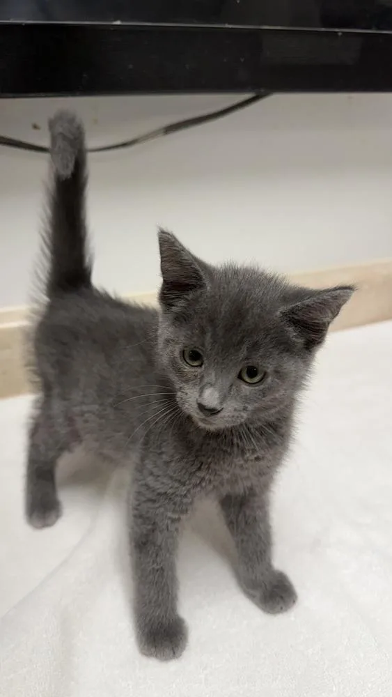 A baby small-sized female Gray / Blue / Silver Domestic Short Hair cat named Darcy for adoption in Ontario, CA