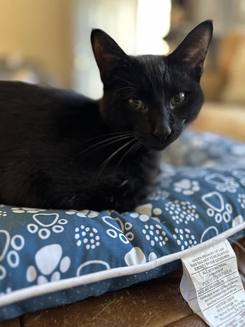 Blackberry thumbnail 2