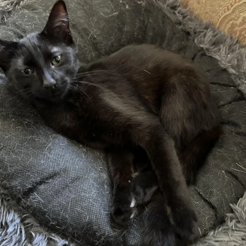 Blackberry thumbnail 3