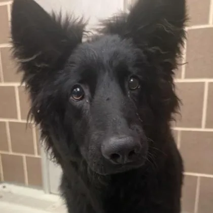 A baby medium-sized male Black German Shepherd Dog dog named Landon for adoption in Tinley Park, IL