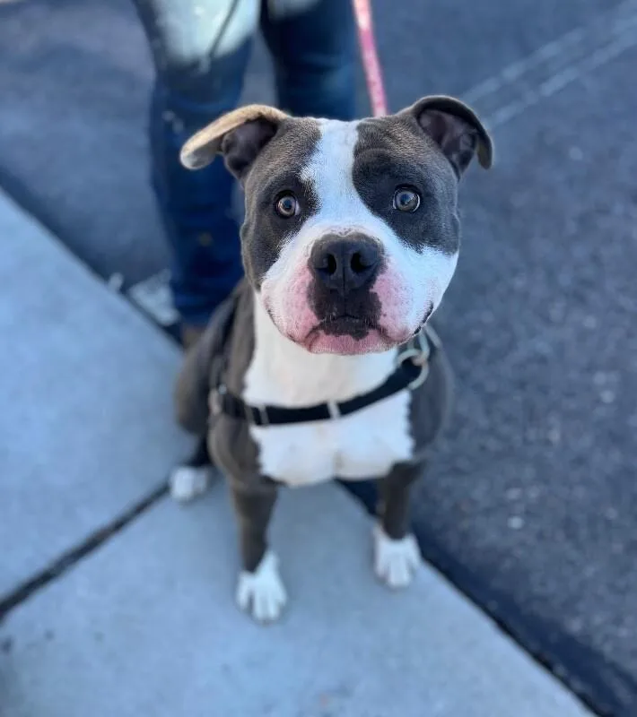 An adult medium-sized male Gray / Blue / Silver American Staffordshire Terrier dog named Chicken for adoption in Disputanta, VA