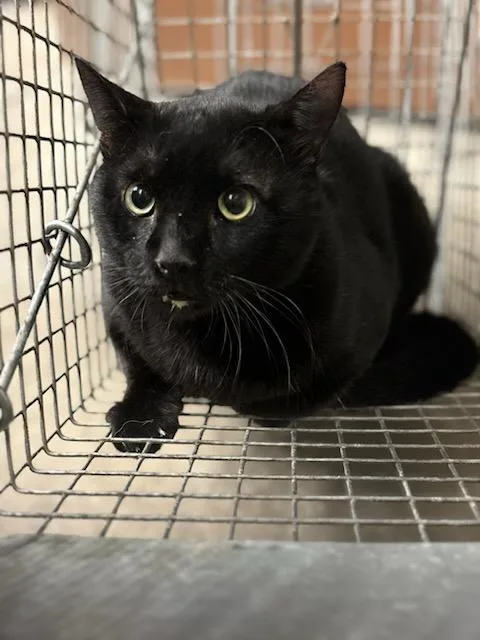 A young medium-sized male Domestic Short Hair cat named Lord Stark for adoption in Olivette, MO