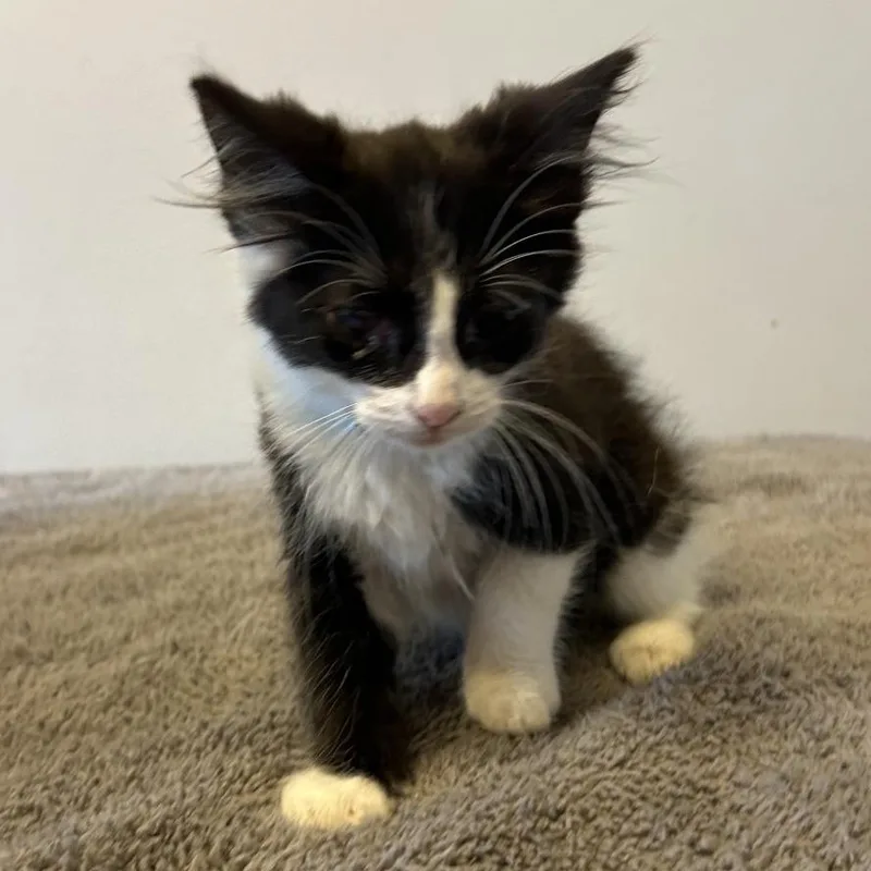 A baby small-sized female Black Domestic Short Hair cat named Dixie for adoption in San Gabriel, CA