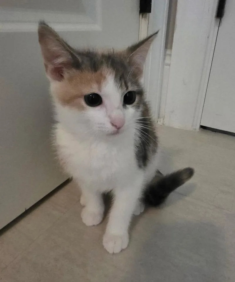 A baby medium-sized female Calico cat named Graycie for adoption in Buford, GA