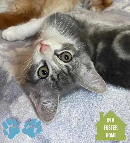 A baby small-sized male Gray / Blue / Silver Domestic Short Hair cat named Mad Max for adoption in Sacramento, CA