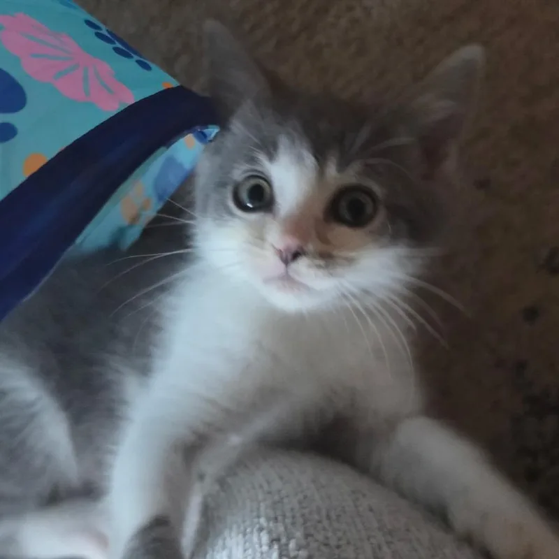 A baby small-sized female Gray / Blue / Silver Domestic Short Hair cat named Elizabeth for adoption in La Grange, KY