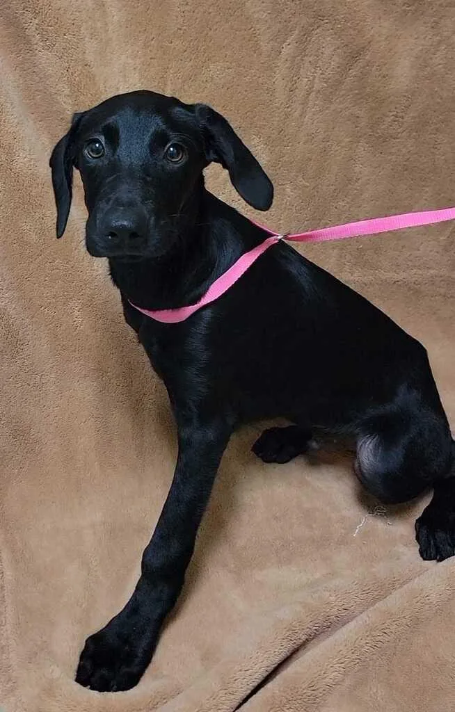 A baby medium-sized male Black Labrador Retriever dog named Roger for adoption in Valdosta, GA