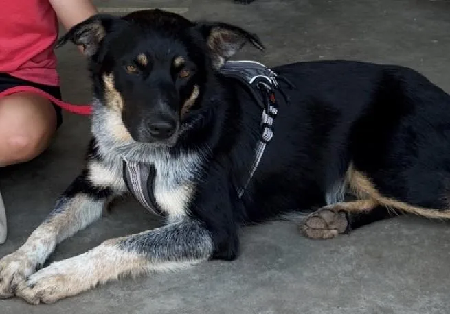 An adult medium-sized male Bicolor Australian Shepherd dog named Bandit for adoption in Denton, TX