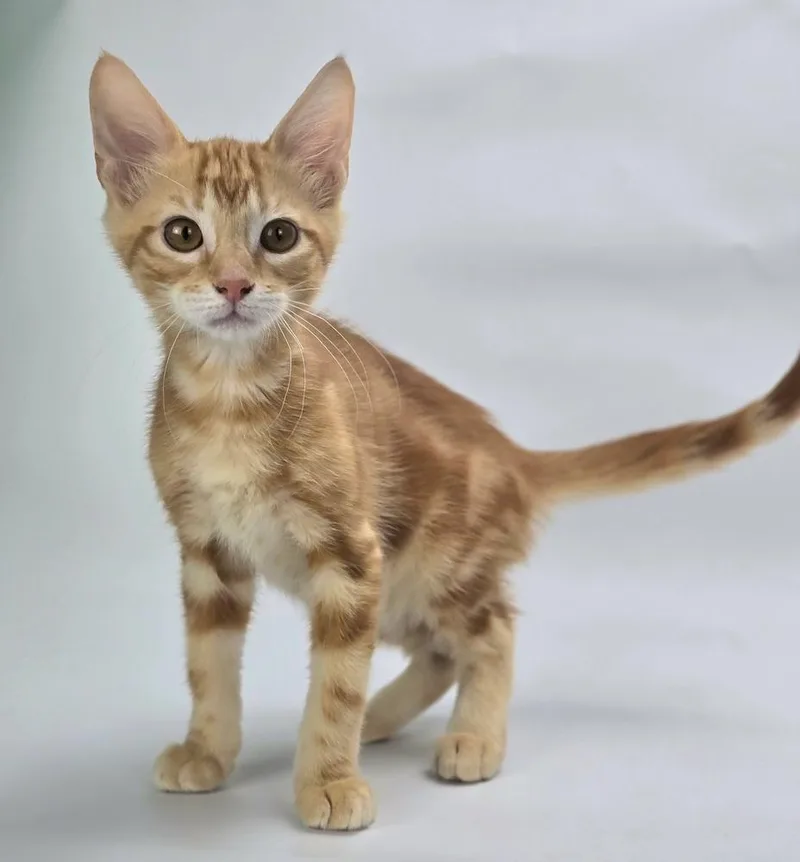 A baby medium-sized male Orange & White Domestic Short Hair cat named Oswald for adoption in Sedalia, CO