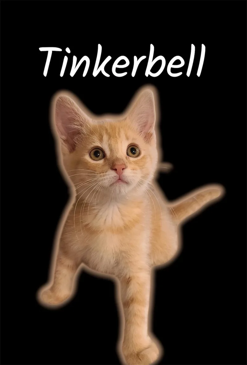 A baby small-sized female Tabby (Buff / Tan / Fawn) Domestic Short Hair cat named Tinkerbell for adoption in Auburn, CA