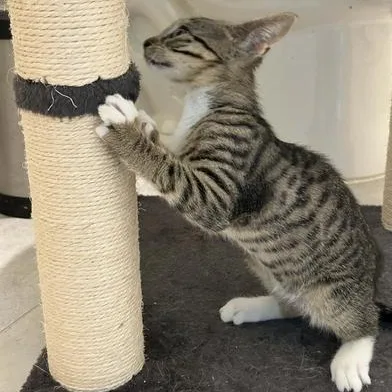 Pepper