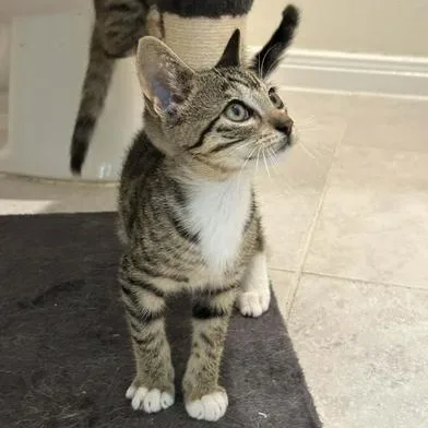 Pepper thumbnail 6