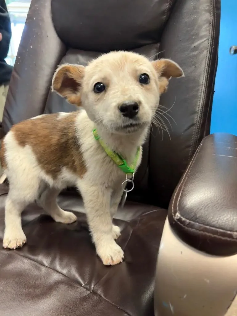 A baby medium-sized female Australian Cattle Dog / Blue Heeler dog named Guernsey for adoption in Reno, NV