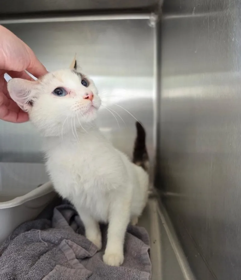 A young medium-sized female Gray & White Domestic Short Hair cat named Vickie for adoption in Metamora, IL