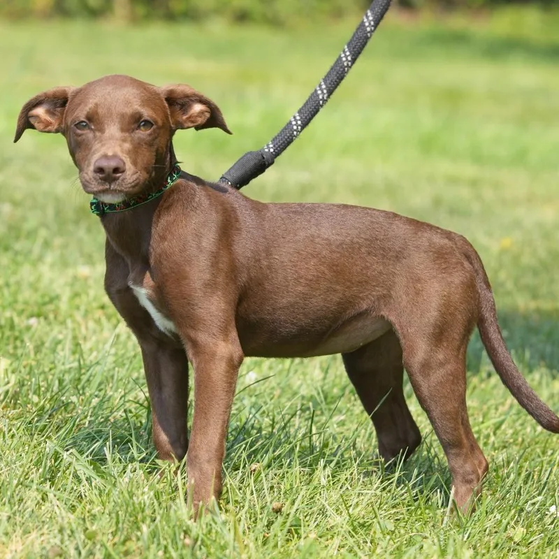 A baby medium-sized female Brown / Chocolate Chocolate Labrador Retriever dog named Ruby for adoption in South Elgin, IL