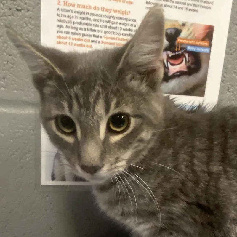 A young medium-sized male Domestic Short Hair cat named Frankenstein for adoption in Allentown, PA