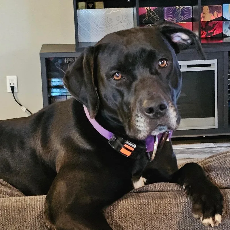 Lucy Loulou thumbnail 2