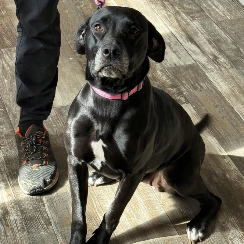 Lucy Loulou thumbnail 3