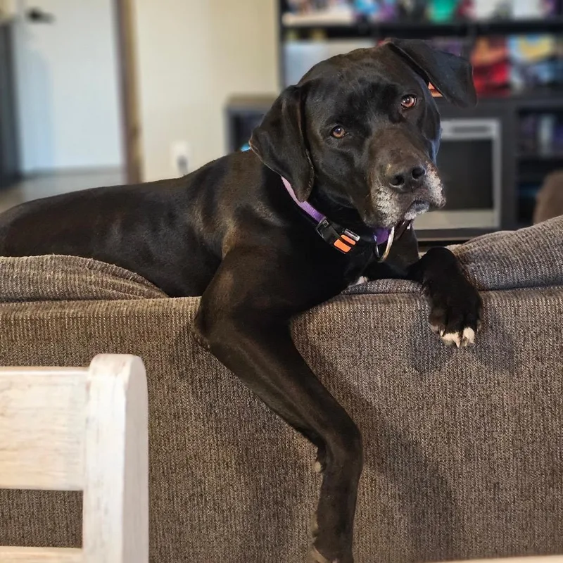 Lucy Loulou thumbnail 4