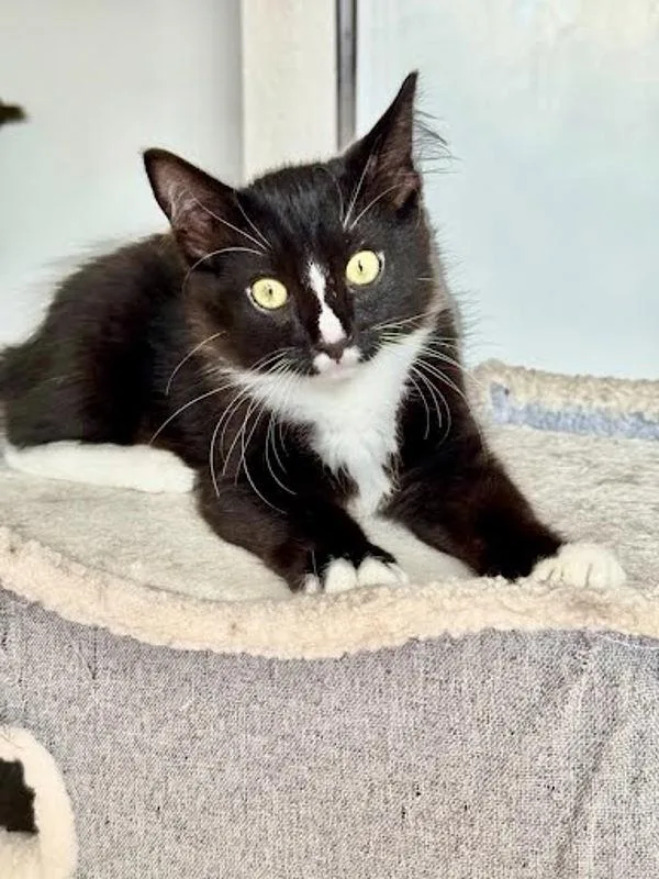 A baby small-sized male Domestic Long Hair cat named Archie for adoption in Bonsall, CA