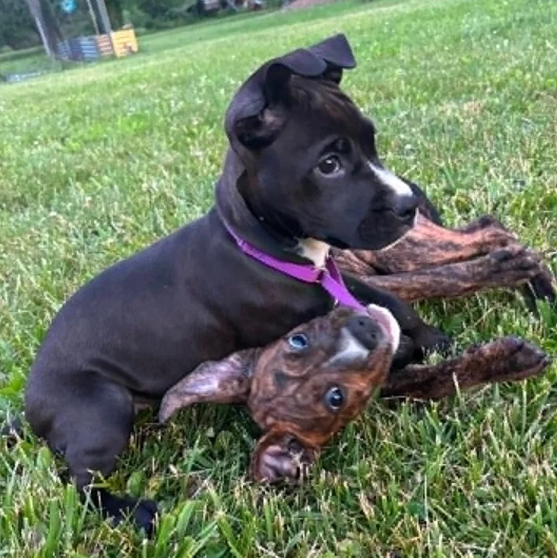 A baby medium-sized female Black Boxer dog named Beatrice for adoption in Plymouth Meeting, PA