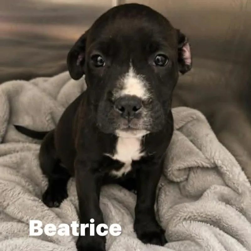 Beatrice thumbnail 3
